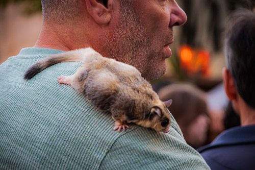 Sleepy Hollow, NY - Oct 2025